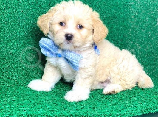 Tooy Poodle Yavrumuz 