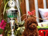 Mi̇ni̇ Toy Poodle Yavrular