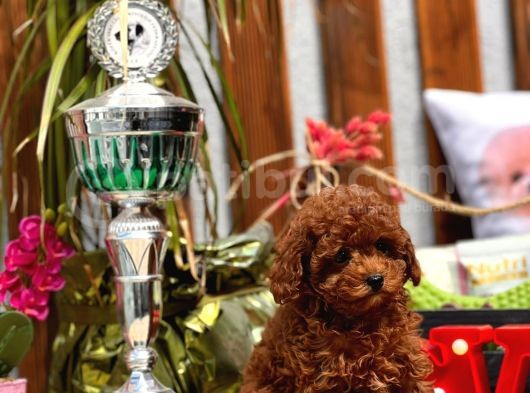 Mi̇ni̇ Toy Poodle Yavrular görsel