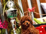 MİNİ TOY POODLE YAVRULAR