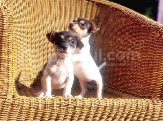 Kisa Bacak Jack Russell Terri̇er Yavrusu görsel