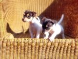 KISA BACAK JACK RUSSELL TERRİER YAVRUSU