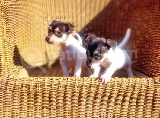 Kisa Bacak Jack Russell Terri̇er Yavrusu