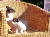 Kisa Bacak Jack Russell Terri̇er Yavrusu