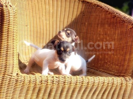 Kisa Bacak Jack Russell Terri̇er Yavrusu görsel