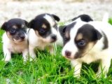 Resmi̇ Üreti̇ci̇den Jack Russell Terri̇er Yavru