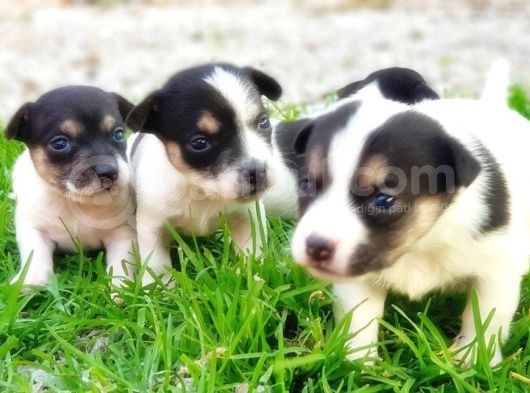 Resmi̇ Üreti̇ci̇den Jack Russell Terri̇er Yavru görsel