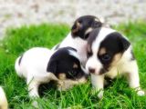 Resmi̇ Üreti̇ci̇den Jack Russell Terri̇er Yavru