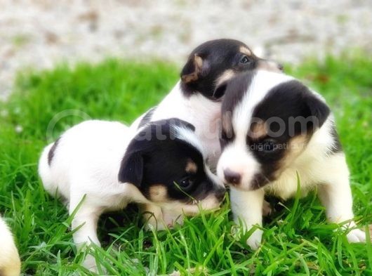 Resmi̇ Üreti̇ci̇den Jack Russell Terri̇er Yavru görsel