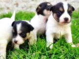 Resmi̇ Üreti̇ci̇den Jack Russell Terri̇er Yavru