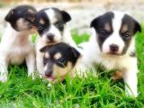 RESMİ ÜRETİCİDEN JACK RUSSELL TERRİER YAVRU