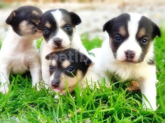 Resmi̇ Üreti̇ci̇den Jack Russell Terri̇er Yavru