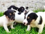 Resmi̇ Üreti̇ci̇den Jack Russell Terri̇er Yavru