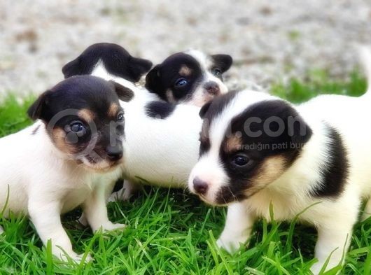 Resmi̇ Üreti̇ci̇den Jack Russell Terri̇er Yavru görsel