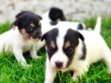 Resmi̇ Üreti̇ci̇den Jack Russell Terri̇er Yavru