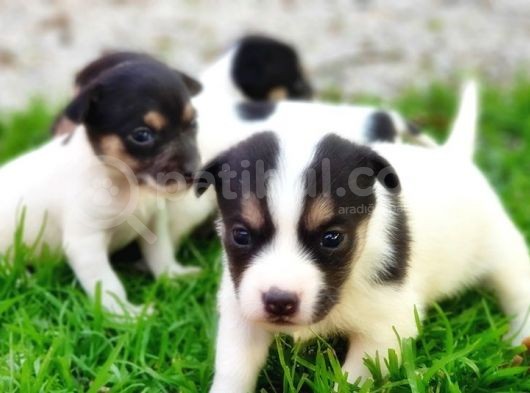 Resmi̇ Üreti̇ci̇den Jack Russell Terri̇er Yavru görsel