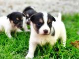 Resmi̇ Üreti̇ci̇den Jack Russell Terri̇er Yavru