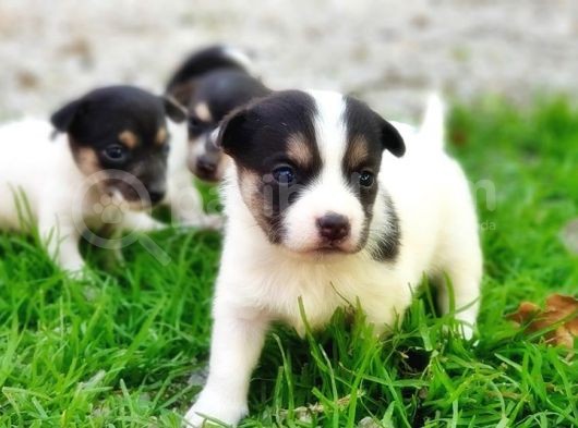 Resmi̇ Üreti̇ci̇den Jack Russell Terri̇er Yavru görsel