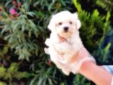 Maltese Terri̇er Yavrularimiz Tesli̇me Hazirlar