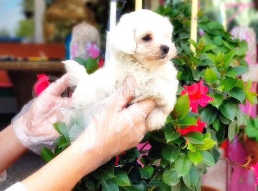 Maltese Terri̇er Yavrularimiz Tesli̇me Hazirlar