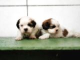 Irk Ve Sağlik Garanti̇si̇ İle Shi̇h Tzu Yavrular