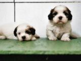 Irk Ve Sağlik Garanti̇si̇ İle Shi̇h Tzu Yavrular
