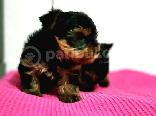Irk Ve Sağlik Garanti̇si̇ İle Teacup Yorkshi̇re Terri̇er Yavru görsel
