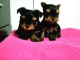 Irk Ve Sağlik Garanti̇si̇ İle Teacup Yorkshi̇re Terri̇er Yavru