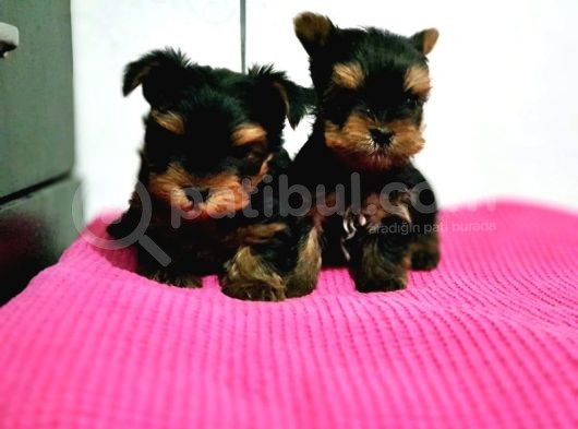 Irk Ve Sağlik Garanti̇si̇ İle Teacup Yorkshi̇re Terri̇er Yavru görsel