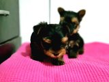 Irk Ve Sağlik Garanti̇si̇ İle Teacup Yorkshi̇re Terri̇er Yavru