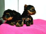 IRK VE SAĞLIK GARANTİSİ İLE TEACUP YORKSHİRE TERRİER YAVRU
