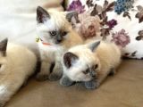 2 Aylık Yavru Brisith Shorthair British Blue Point
