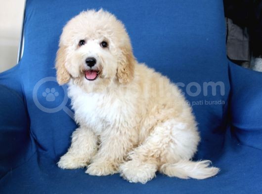 0 Numara 5 Aylık Erkek Poodle Yavrumuz