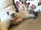 2 Aylık Yavru Brisith Shorthair British Blue Point