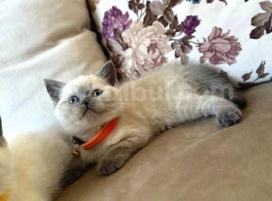 2 Aylık Yavru Brisith Shorthair British Blue Point görsel