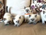 2 aylık yavru brisith shorthair british blue point