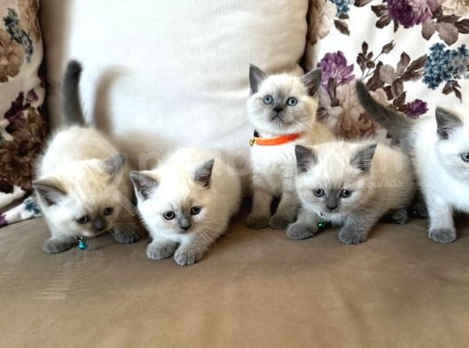 2 Aylık Yavru Brisith Shorthair British Blue Point