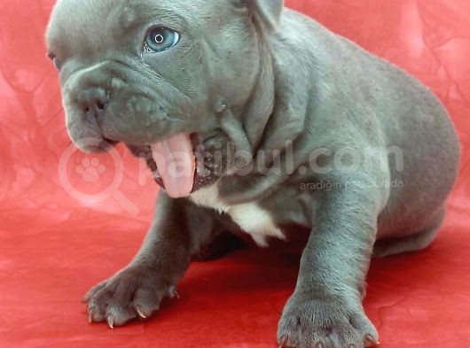 Muhteşem Güzellikte Ve Anatomide Blue French Yavrumuz görsel