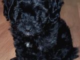 2 Aylık Morkie Yavrularımız