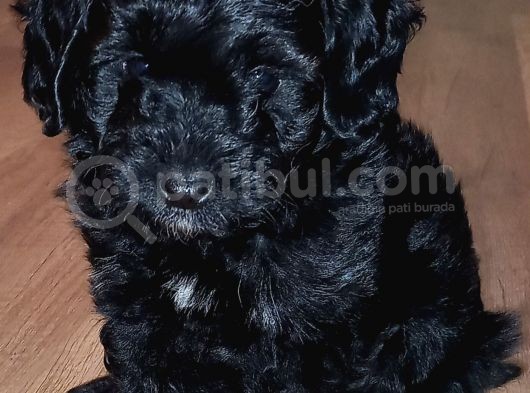 2 Aylık Morkie Yavrularımız görsel
