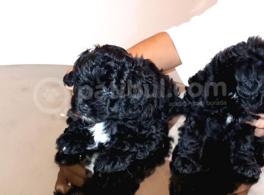 2 Aylık Morkie Yavrularımız görsel