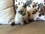 2 Aylık Yavru Brisith Shorthair British Blue Point