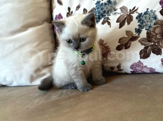 2 Aylık Yavru Brisith Shorthair British Blue Point görsel