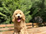 Sevi̇mli̇ Aşili Toy Poodle Bebekler