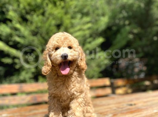 Sevi̇mli̇ Aşili Toy Poodle Bebekler görsel
