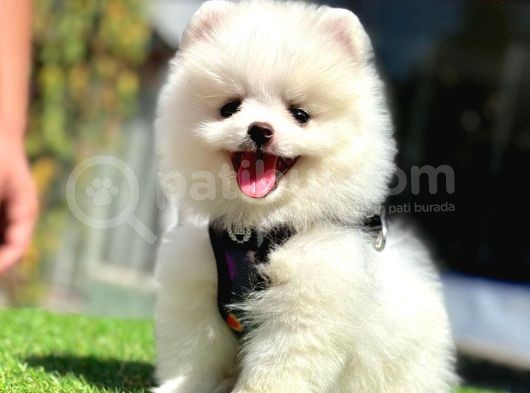 Ayıcık Yüz Pomeranian