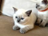 2 Aylık Yavru Brisith Shorthair British Blue Point