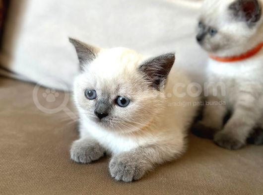 2 Aylık Yavru Brisith Shorthair British Blue Point görsel