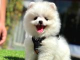 Ayıcık Yüz Pomeranian
