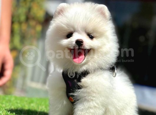 Ayıcık Yüz Pomeranian görsel